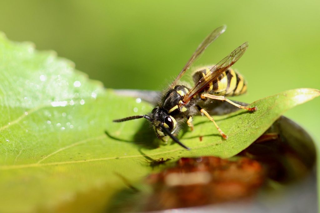wasp-6618257_1280 - Wespenschutz